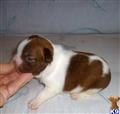 Boston Terrier